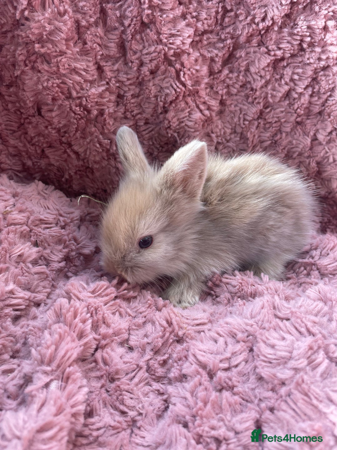 Lionhead rabbits for sale: Lionhead bunnies - Image 13