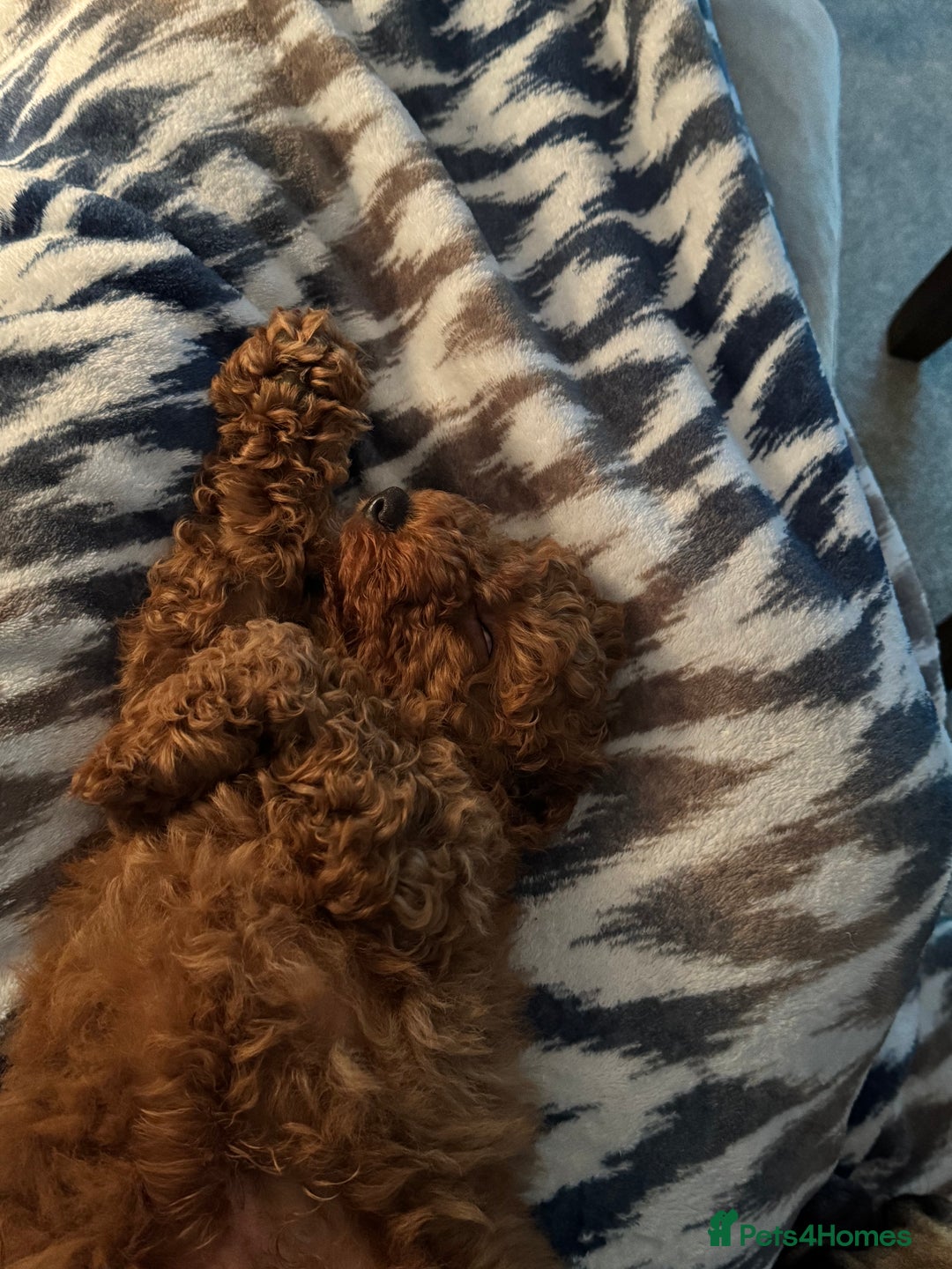 Miniature Poodle dogs for sale: Miniature poodle boy  - Image 6