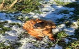 Cockerdor dogs for sale: Cockerdor puppies - Advert 10