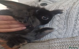 Mini Lion Lop rabbits for sale: Mini lop X mini lion head  - Image 12
