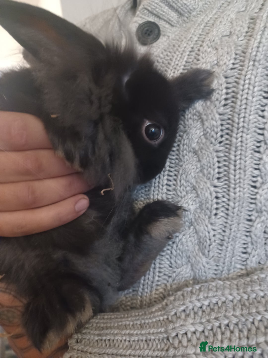 Mini Lion Lop rabbits for sale: Mini lop X mini lion head  - Image 12