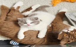 British Shorthair cats for sale: Lilac & White Harlequin Active Boy - Image 11