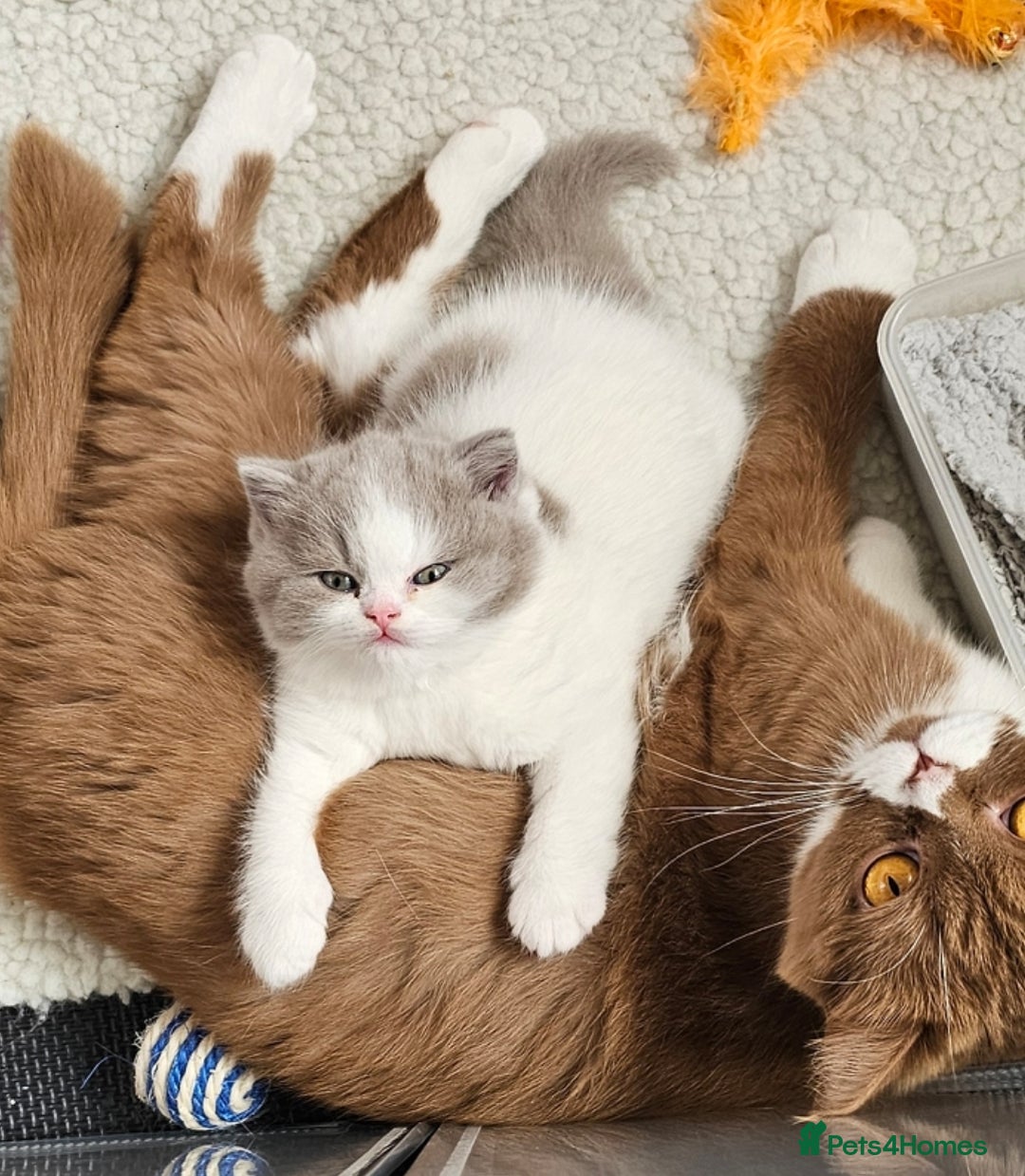 British Shorthair cats for sale: Lilac & White Harlequin Active Boy - Image 11