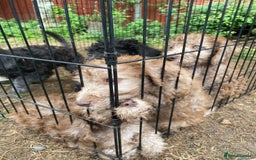 Bedlington Terrier dogs for sale: Bedlington Terrier puppies for sale in Hertford - Image 33