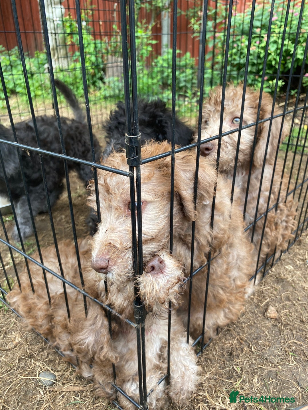 Bedlington Terrier dogs for sale: Bedlington Terrier puppies for sale in Hertford - Image 33