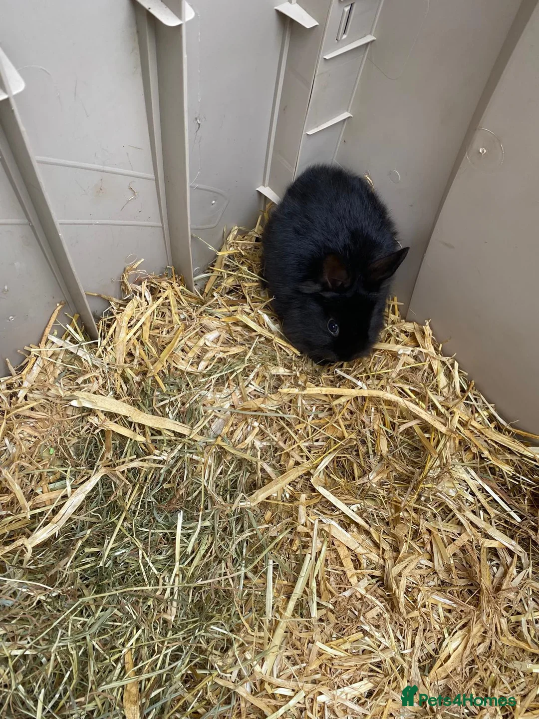 Mini Lion Lop rabbits for sale: Two male bunnies - Advert 3