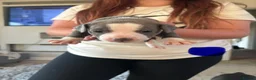 Staffordshire Bull Terrier dogs for sale: Staffordshire Bull Terrier pups x2 beautiful girls - Advert 26