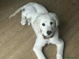 Golden Retriever dogs KC Registered Golden Retriever - Advert 2