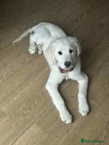 Golden Retriever dogs - Advert 2