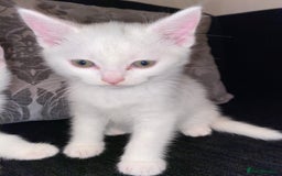 Domestic Shorthair cats for sale: BEAUTIFUL SHORTHAIR KITTENS 🌸 (8 WEEK) - Image 7
