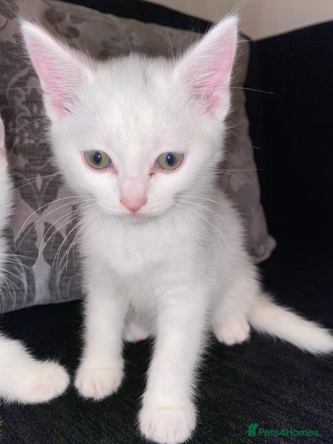 Domestic Shorthair cats for sale: BEAUTIFUL SHORTHAIR KITTENS 🌸 (8 WEEK) - Image 7