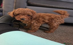 Toy Poodle dogs for sale: Pure bred deep red toy poodle boy - Image 2