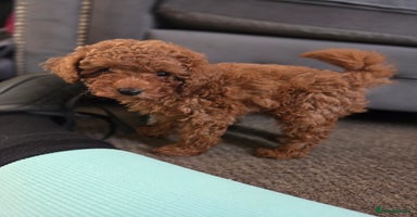 Toy Poodle dogs - Advert 10
