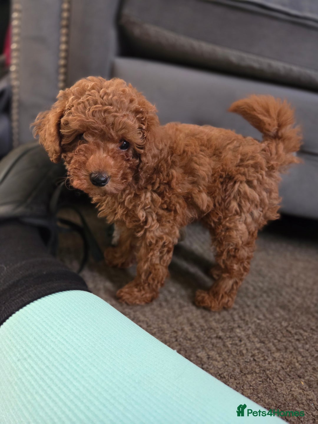 Toy Poodle dogs for sale: Pure bred deep red toy poodle boy - Image 2