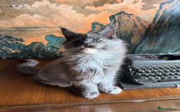 Maine Coon cats for sale: Tica registered Maine Coons from champion lines  - Image 4
