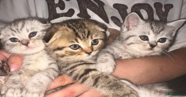 Scottish Fold cats - Advert 1