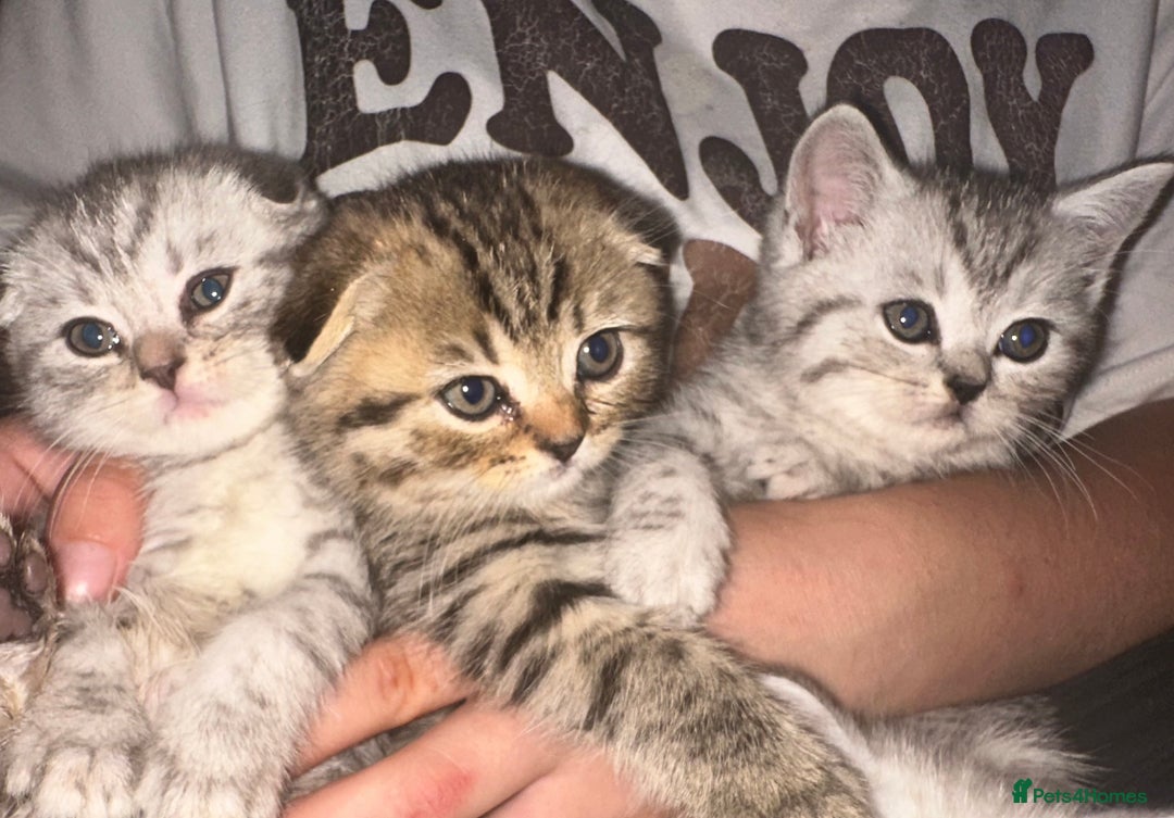 Scottish Fold cats for sale: !🆘🆘Scottish shorthair (silver chinchilla)❤️❤️❤️ - Image 12