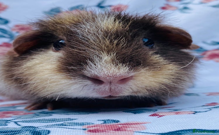Guinea Pig rodents - Advert 9