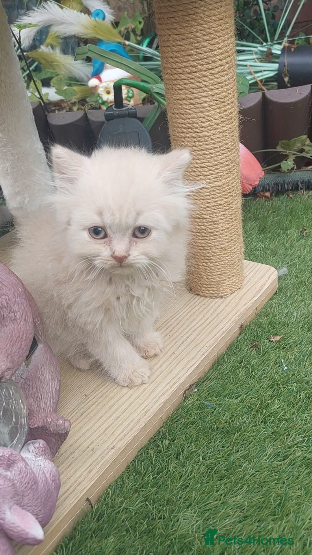 British Shorthair cats for sale: ♥️ Fun Loving British Shorthair Kittens♥️ - Image 7