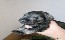 Miniature Schnauzer dogs for sale: Miniature schnauzer's due, KC, Mac, low COI - Image 30