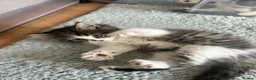 Persian cats for sale: Beautiful kittens  - Advert 9