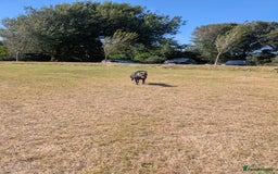 Staffordshire Bull Terrier dogs for sale: Blue staff for sale  - Image 32