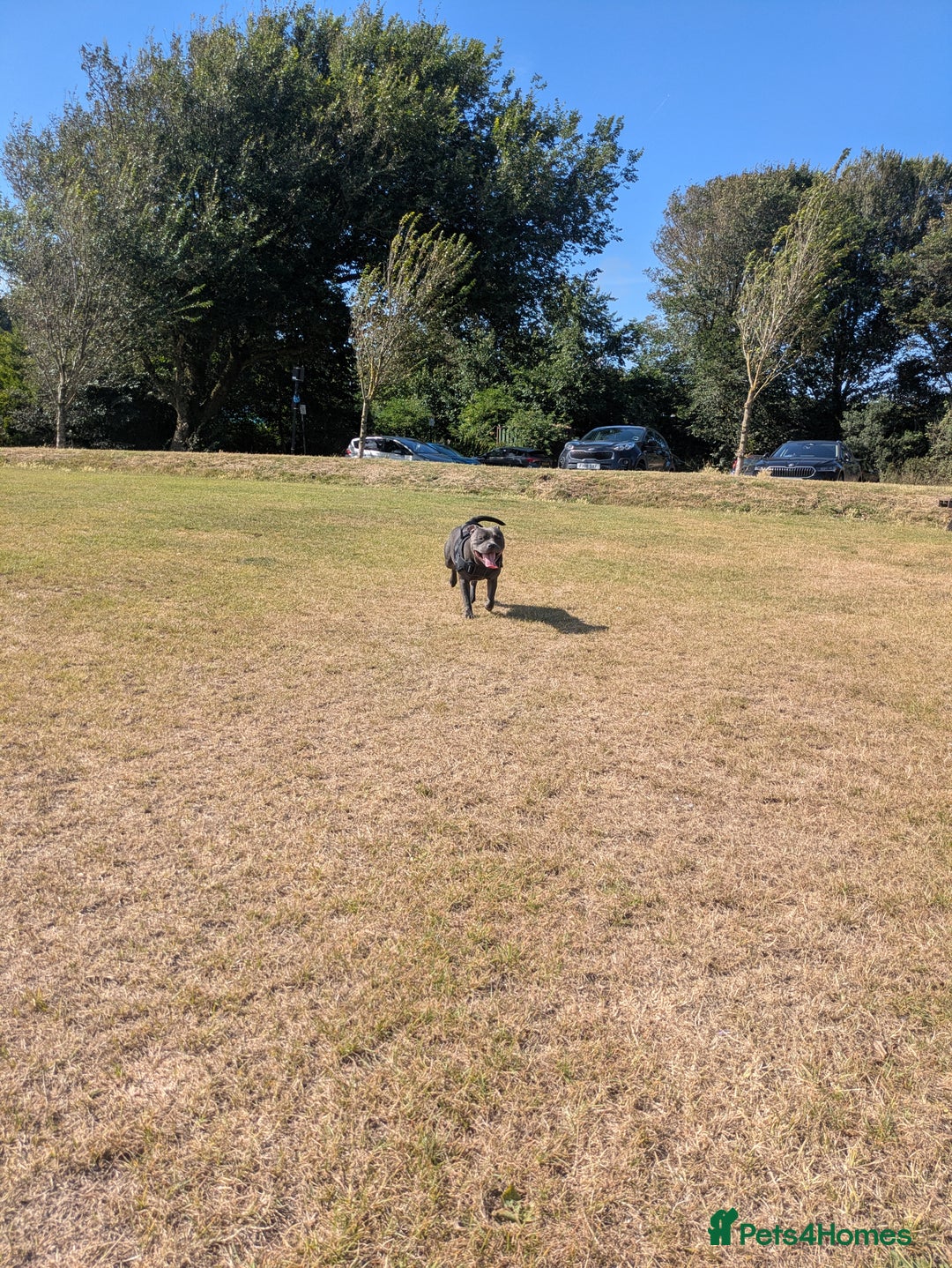 Staffordshire Bull Terrier dogs for sale: Blue staff for sale  - Image 32