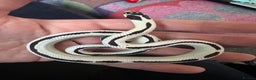 King Snake reptiles for sale: Rare Morph High White King Snake and Viv - Advert 1