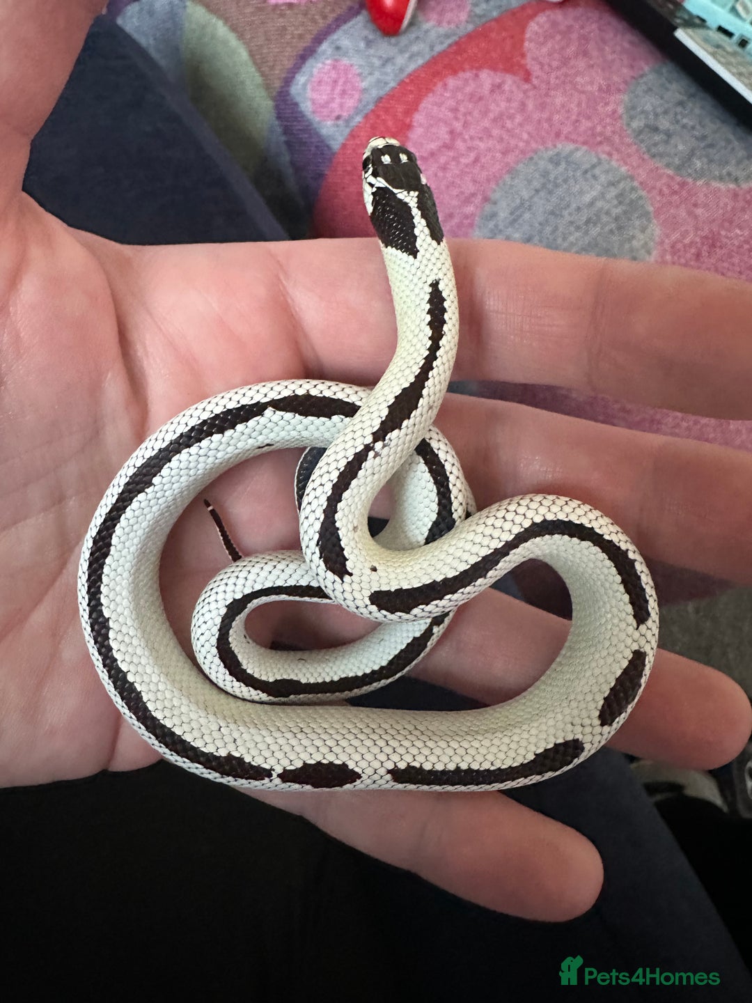 King Snake reptiles for sale: Rare Morph High White King Snake and Viv - Advert 1