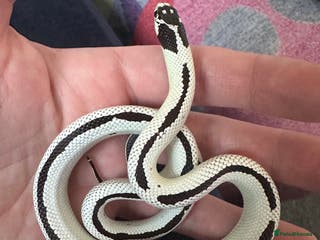 King Snake reptiles Rare Morph High White King Snake and Viv - Advert 7
