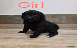 Labradoodle dogs for sale: Gorgeous Labradoodle Babies  - Image 8