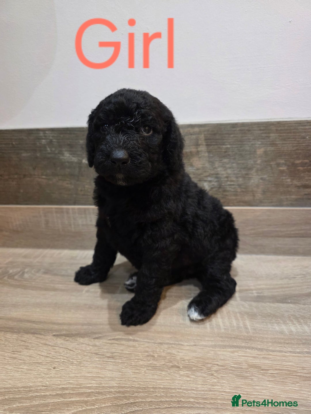 Labradoodle dogs for sale: Gorgeous Labradoodle Babies  - Image 8