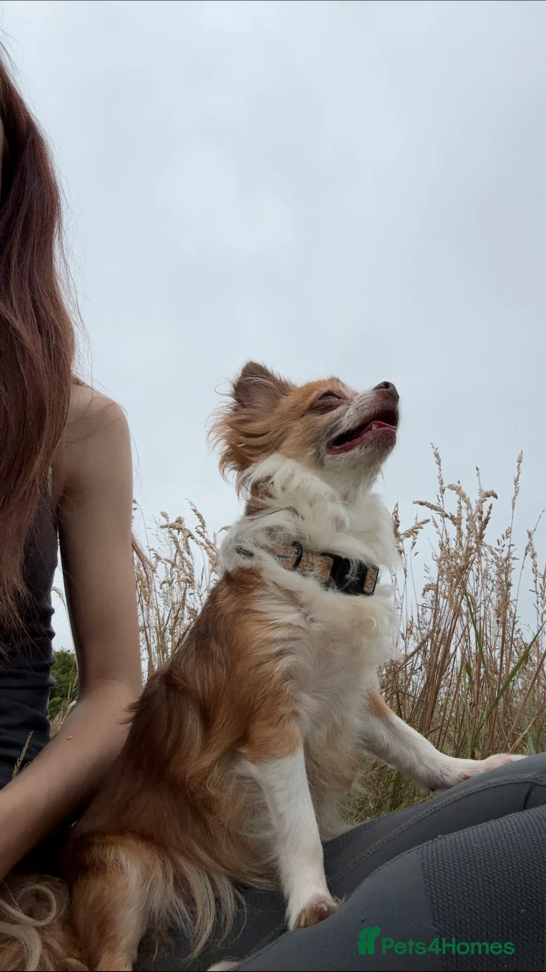 Mixed Breed dogs for sale: Two females to go together  - Advert 8