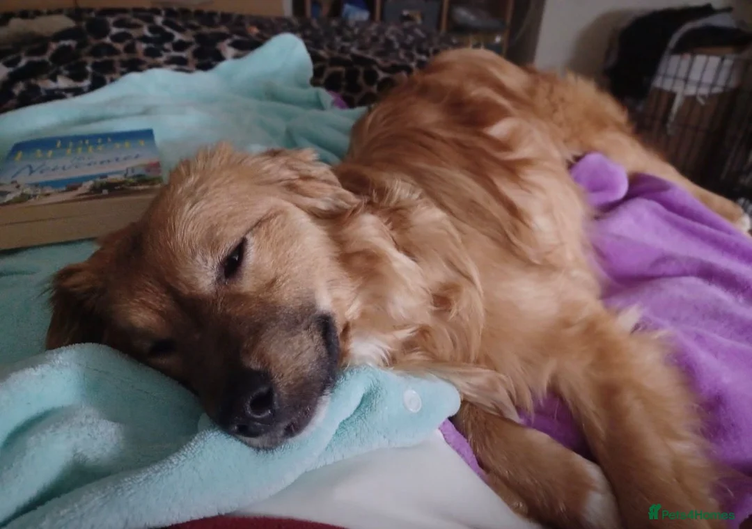 Mixed Breed dogs for adoption: Tomaso  - Advert 6