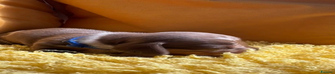 Miniature Dachshund Puppy 2