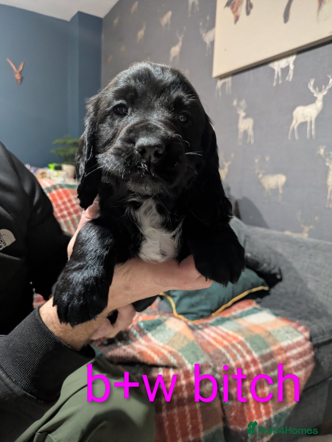 Cocker Spaniel dogs for sale: Cocker spaniel puppies READY NOW  - Advert 6
