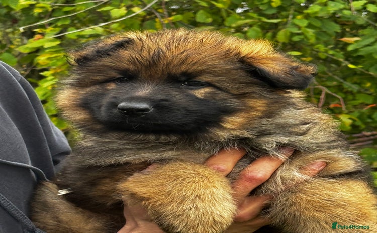 German Shepherd dogs - Advert 11