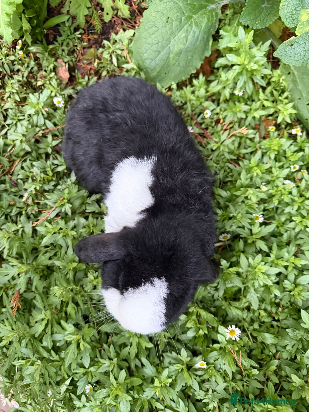 Mini Lop rabbits for sale: Breeding pair of mini lops (can go separately)  - Advert 9