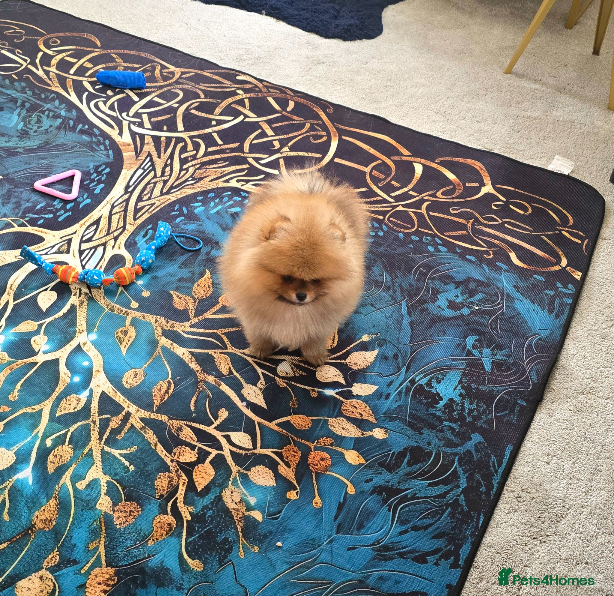 Pomeranian dogs Outstanding boy with 40+ champions 🏆 in lines!  - Advert 1