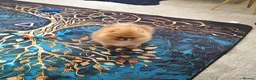 Pomeranian dogs for sale: Reduced as new litter due 40+champions🏆in lines!  - Advert 3