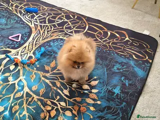 Pomeranian dogs Outstanding boy with 40+ champions 🏆 in lines! - Advert 3