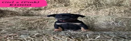 Huntaway dogs for sale: Quality Huntaway pups seeking fantastic homes - Advert 12