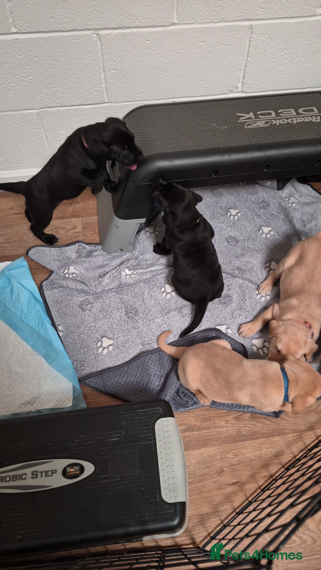 Labrador Retriever dogs for sale: Labrador retriver black and fox red puppies - Advert 12