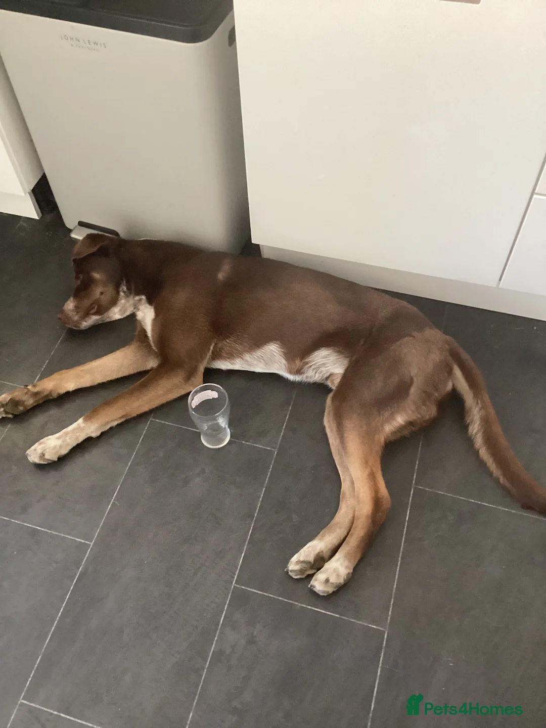 Mixed Breed dogs for sale: Zeus, 20 month old Dalmatian x Husky - Advert 6