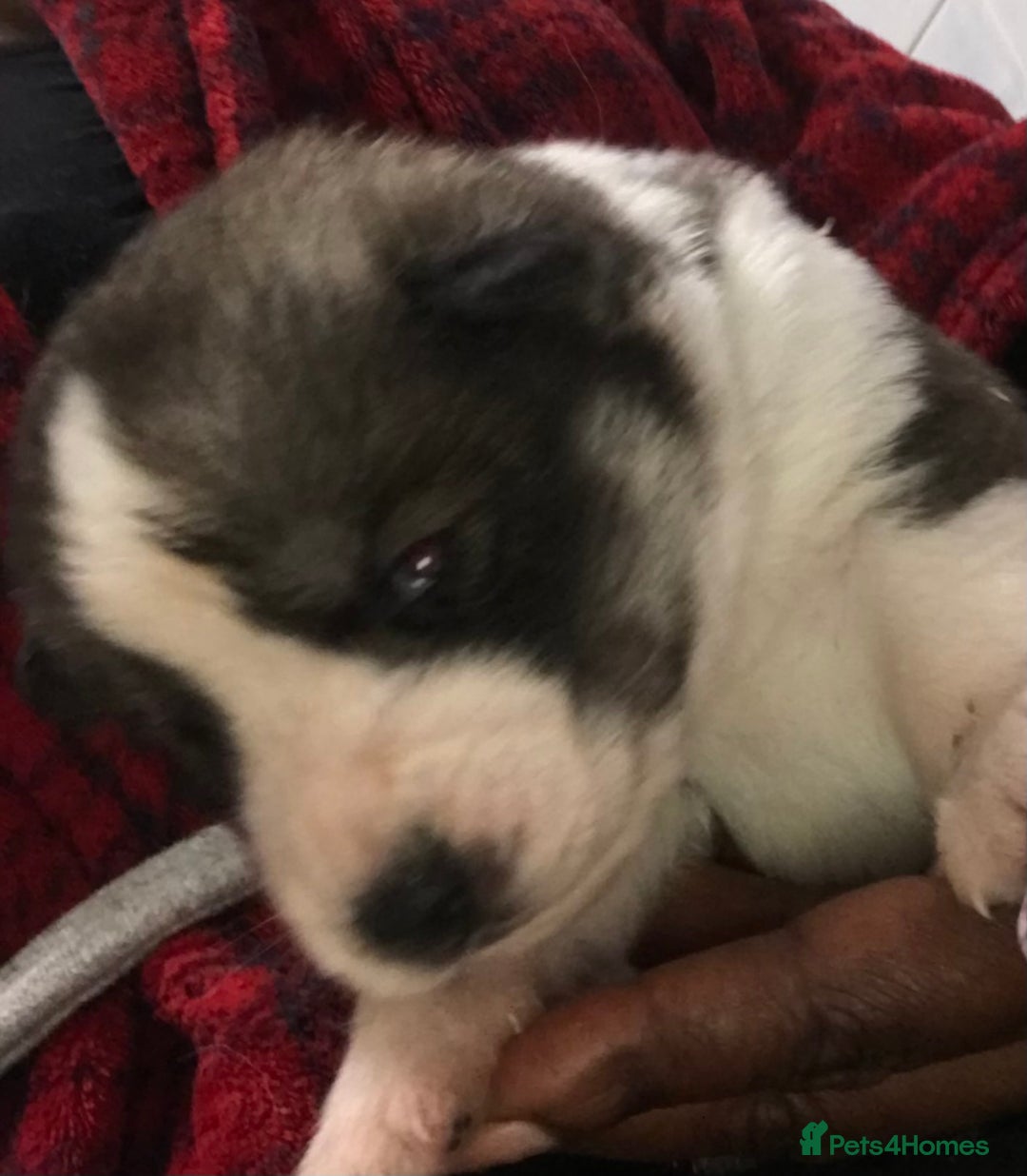 Siberian Husky dogs for sale: Magnificent Pure Siberia Husky Puppies  - Advert 17