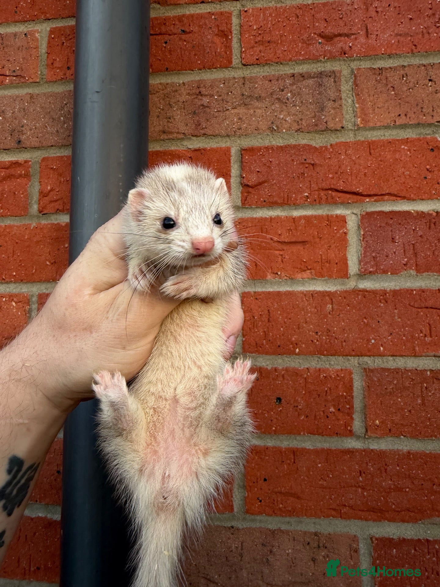 Ferret rodents True Micros ferrets for sale  - Advert 8