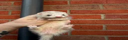 Ferret rodents for sale: True Micros ferrets for sale  in Rotherham - Advert 1