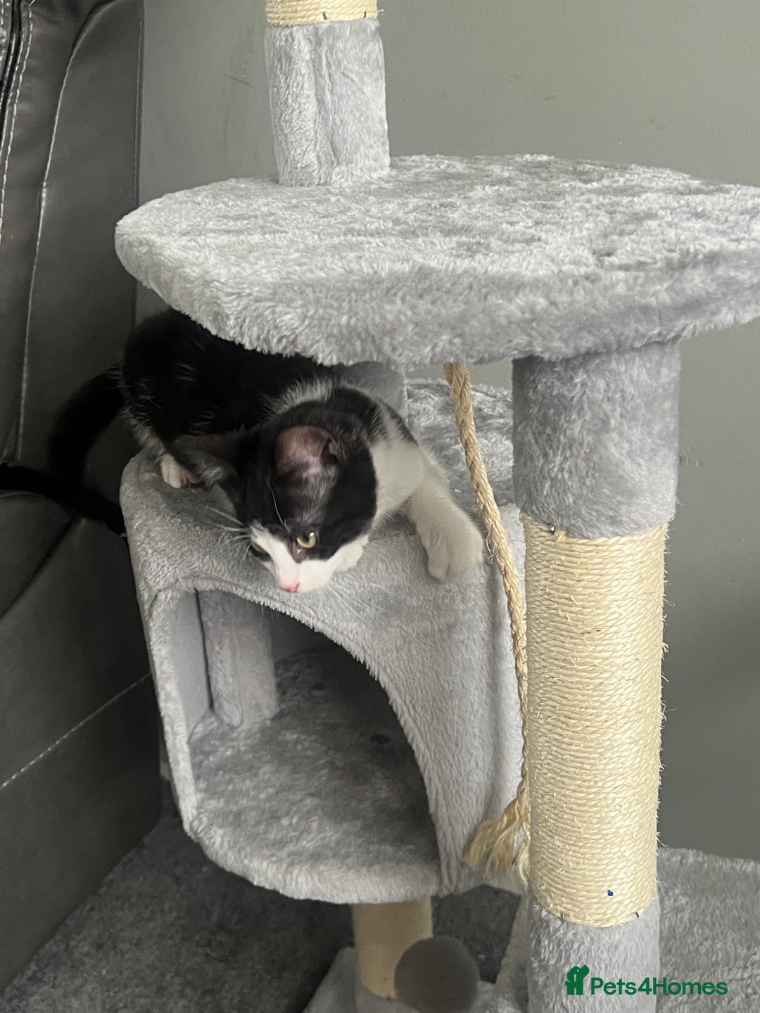 British Shorthair cats for sale: 11 Week Old Male Kitten Black & White Shorthair - Advert 14