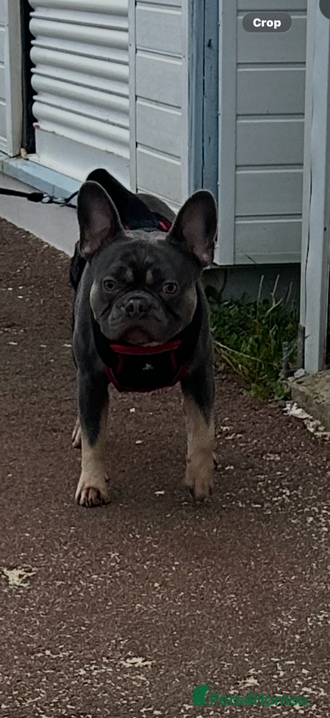 French Bulldog dogs for stud: French bull dog stud  - Advert 3