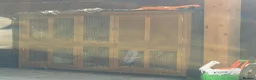 English Lop rabbits for sale: 2 male rabbits for sale, 3 months old plus hutch in London - Advert 3